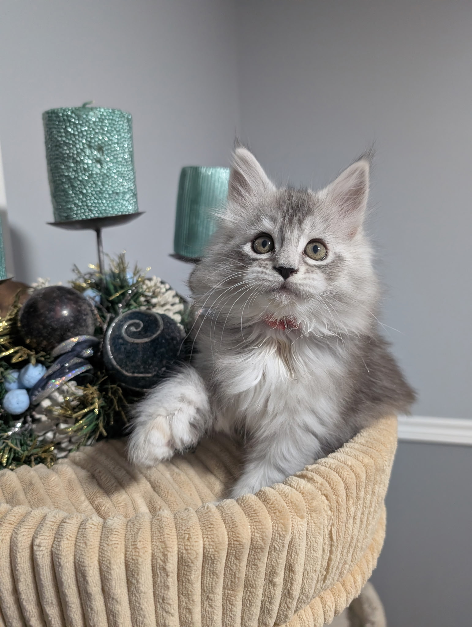 Reserved - Daisy - Pink Poly Girl