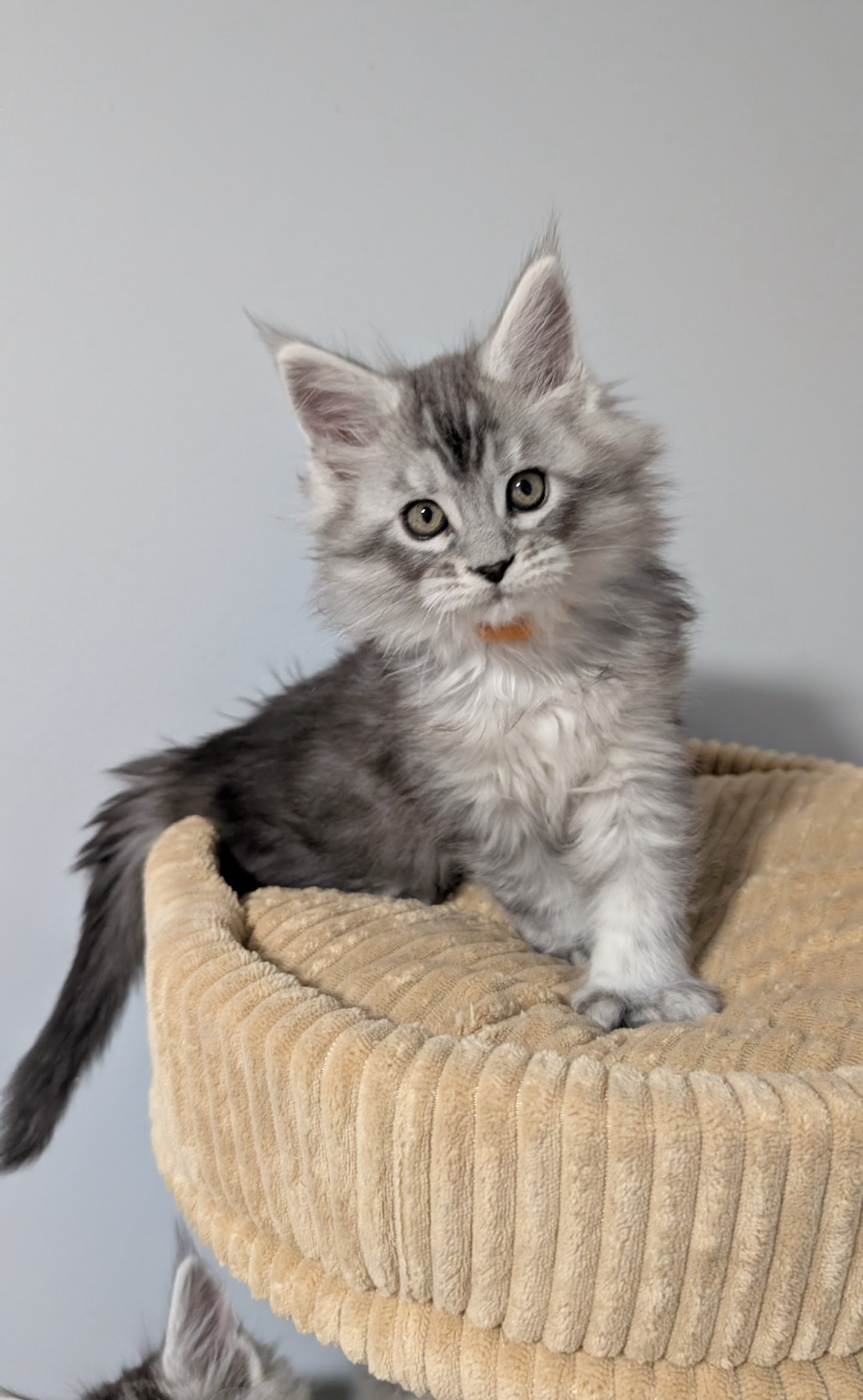 Reserved - Diego - Orange Poly Boy