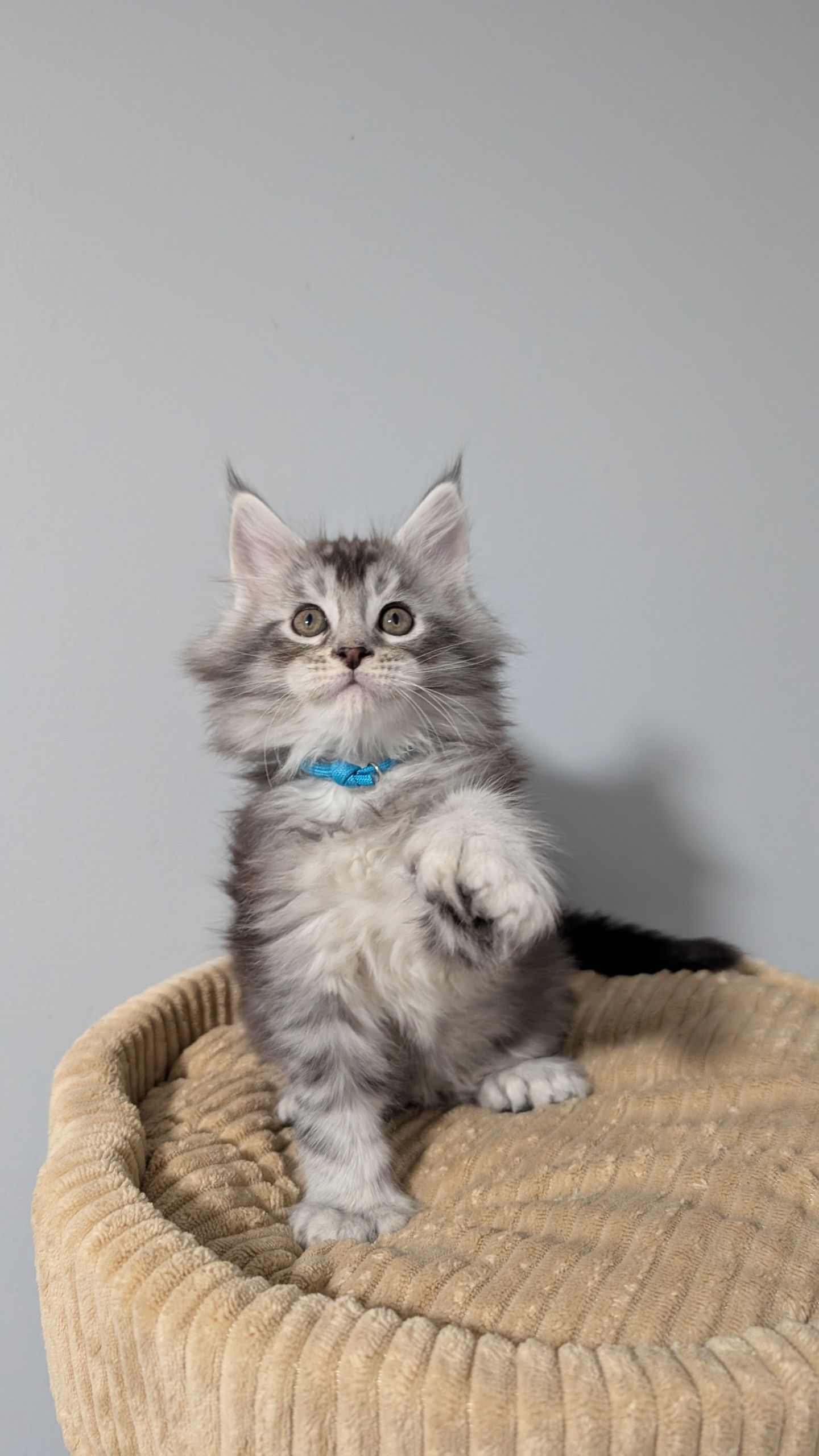 Reserved - Dallas - Teal Poly Boy