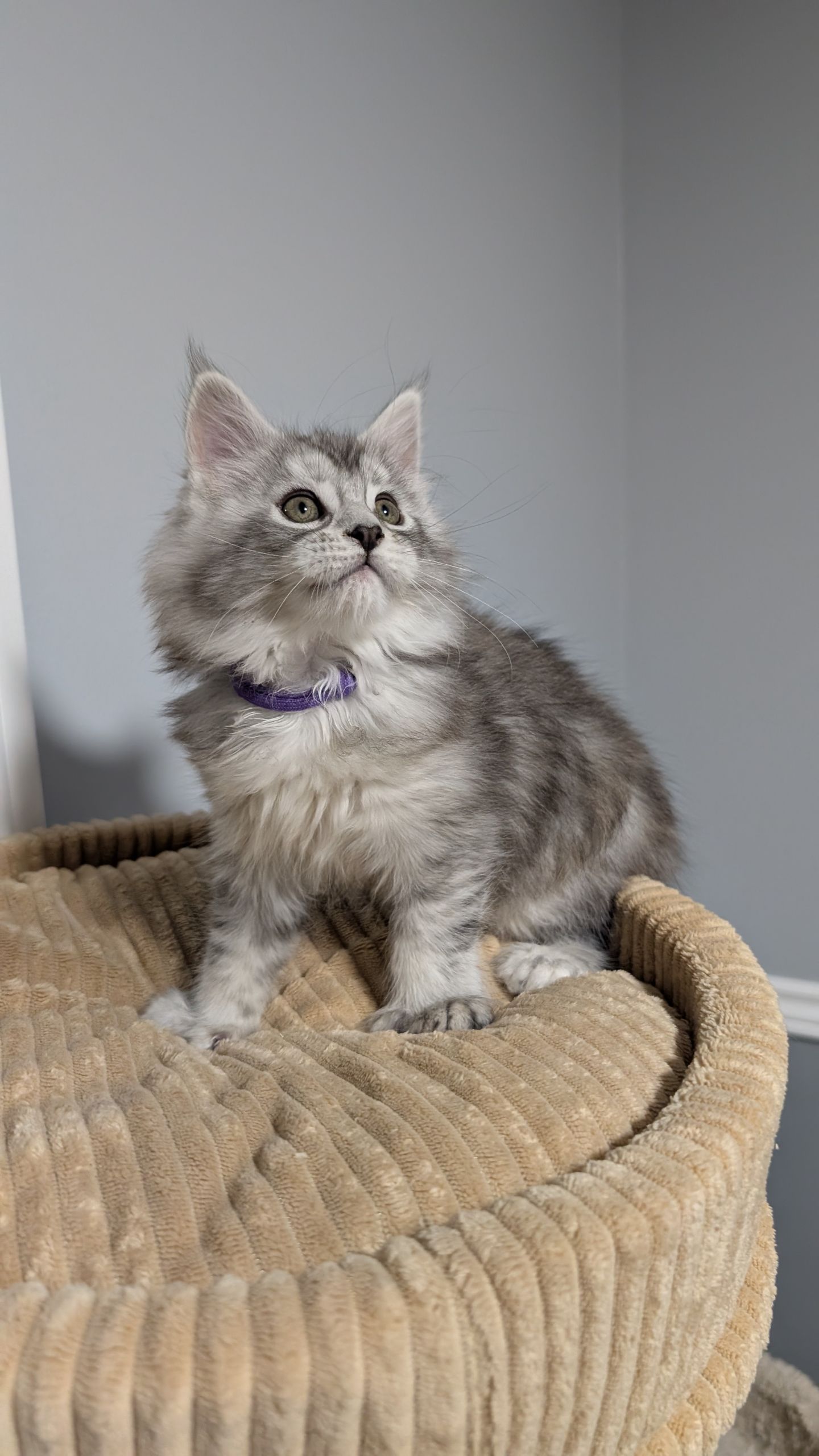 Dahlia - Purple Poly Girl