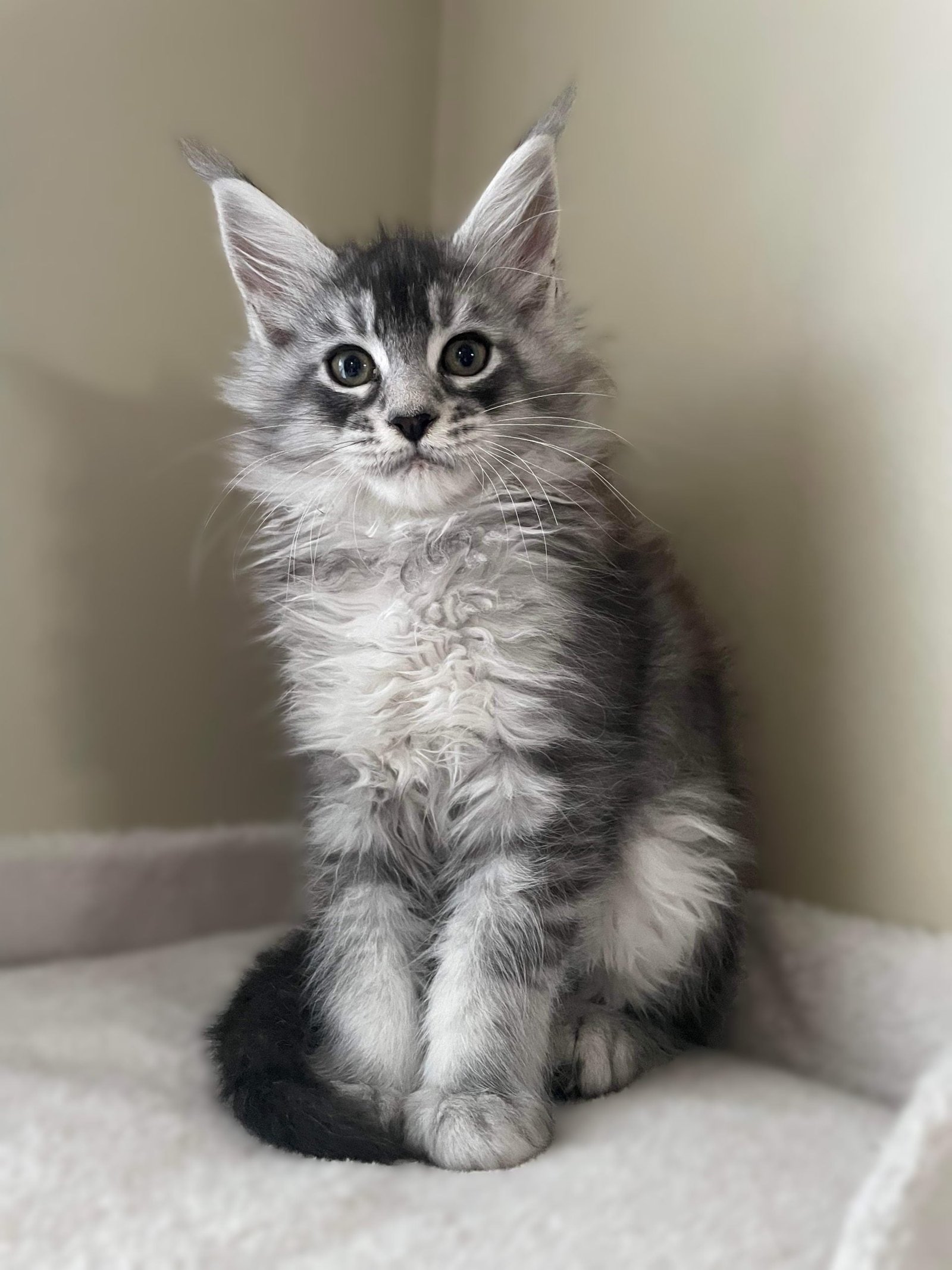 Our Kittens Maine Coon Kittens Our Kittens Maine Coon Kittens